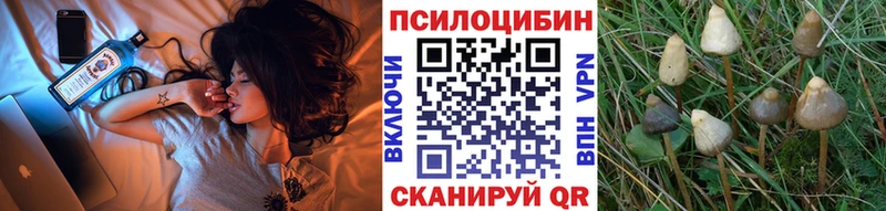 Псилоцибиновые грибы Psilocybe  Черногорск 